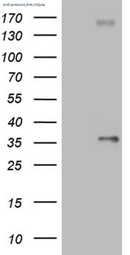 OriGene CF805527 image 1