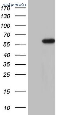 OriGene CF805551 image 1