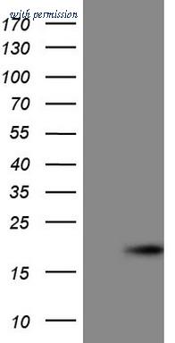 OriGene CF805557 image 1