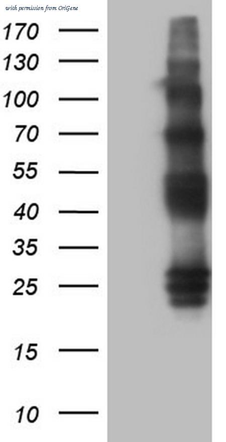 OriGene CF805563 image 1