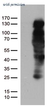 OriGene CF805565 image 1