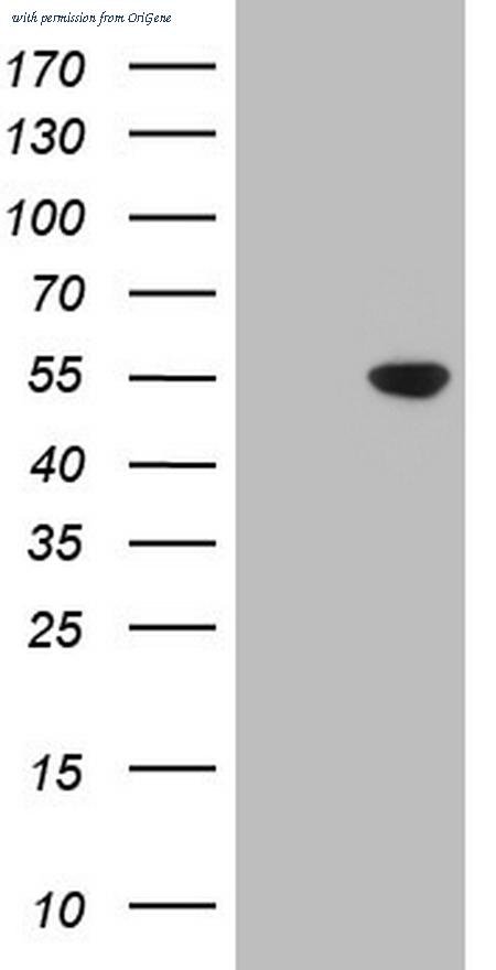 OriGene CF805599 image 1