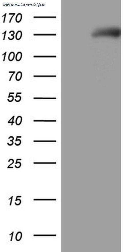 OriGene CF805600 image 1
