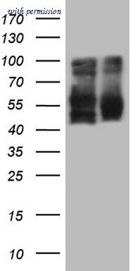 OriGene CF805610 image 1