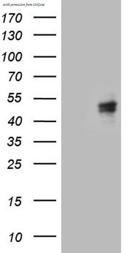 OriGene CF805629 image 1