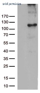 OriGene CF805640 image 1