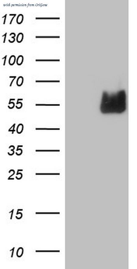 OriGene CF805673 image 1