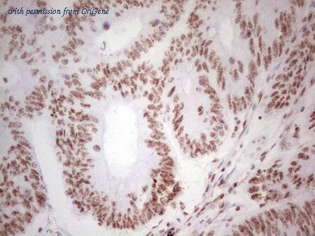 OriGene CF805682 image 1