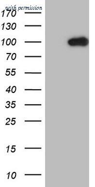 OriGene CF805955 image 1