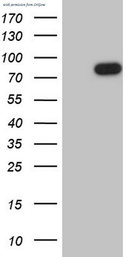 OriGene CF805966 image 1