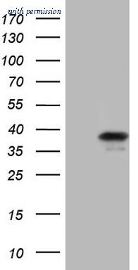OriGene CF805967 image 1
