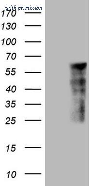 OriGene CF805969 image 1
