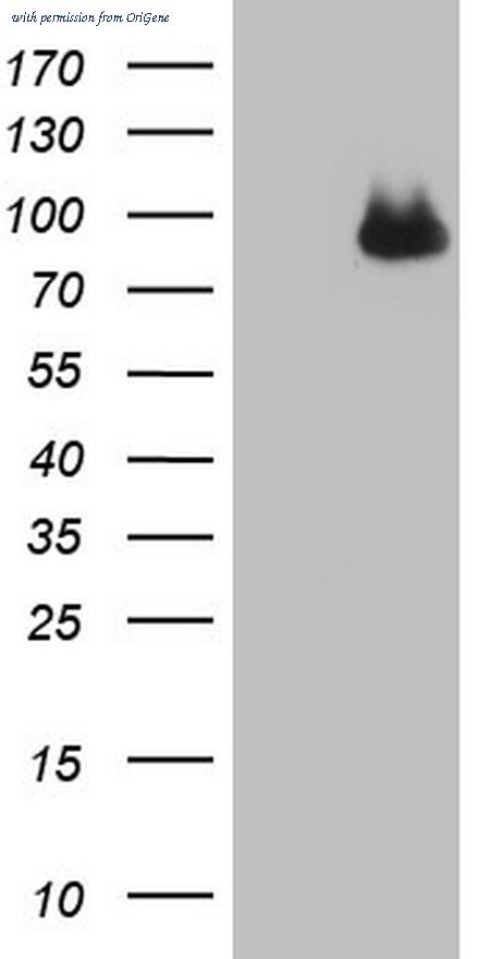 OriGene CF806003 image 1