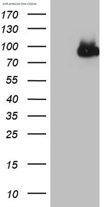 OriGene CF806030 image 1