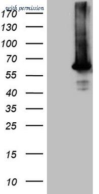 OriGene CF806074 image 1