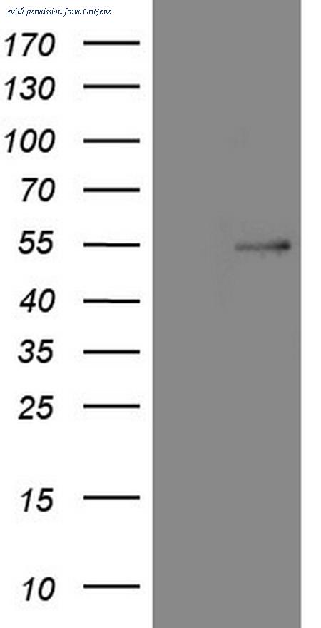 OriGene CF806200 image 1