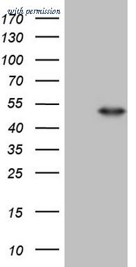 OriGene CF806203 image 1
