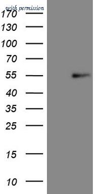 OriGene CF806210 image 1