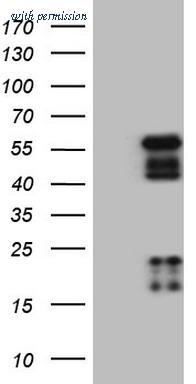 OriGene CF806218 image 1