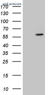 OriGene CF806332 image 1