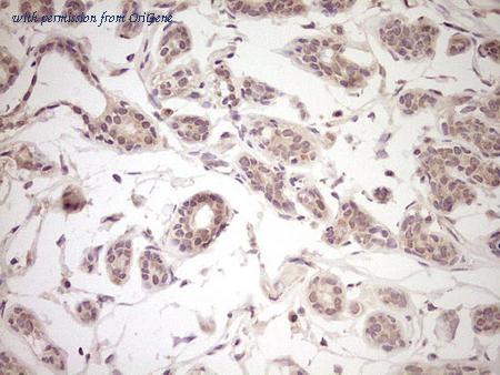 OriGene CF806417 image 1