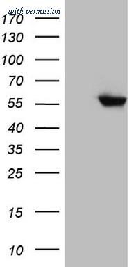 OriGene CF806438 image 1
