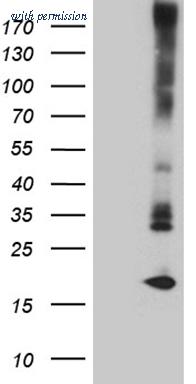 OriGene CF806453 image 1