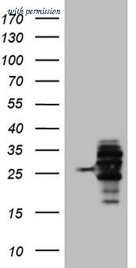 OriGene CF806496 image 1