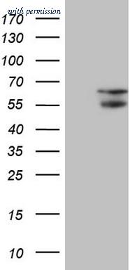 OriGene CF806499 image 1