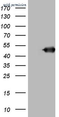 OriGene CF806500 image 1