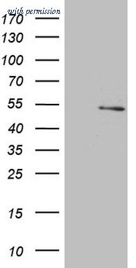 OriGene CF806501 image 1