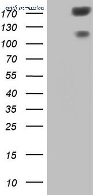 OriGene CF806549 image 1