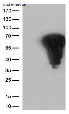 OriGene CF806864 image 1
