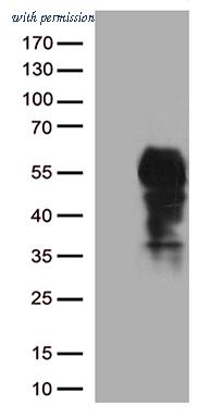 OriGene CF806940 image 1