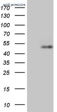 OriGene CF806944 image 1