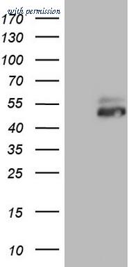 OriGene CF806945 image 1
