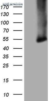 OriGene CF807364 image 1
