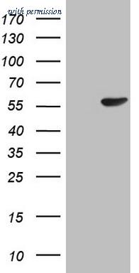 OriGene CF807519 image 1