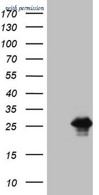 OriGene CF807524 image 1