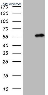 OriGene CF807562 image 1