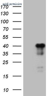 OriGene CF807623 image 1