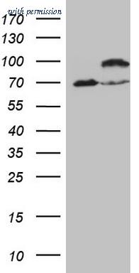 OriGene CF807632 image 1