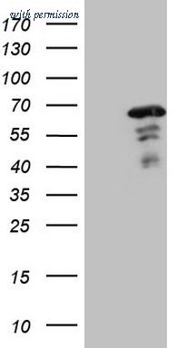 OriGene CF807651 image 1