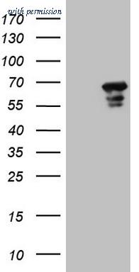 OriGene CF807652 image 1
