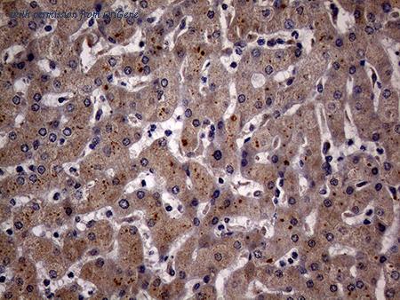 OriGene CF807667 image 1