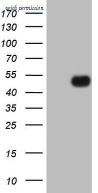 OriGene CF807682 image 1