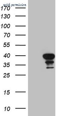 OriGene CF807725 image 1