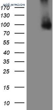 OriGene CF807728 image 1