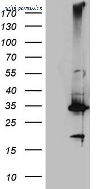 OriGene CF807731 image 1