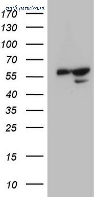 OriGene CF807739 image 1